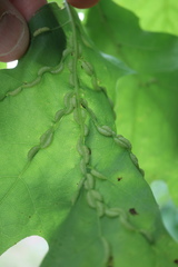 Macrodiplosis qoruca