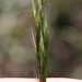 Western Fescue - Photo (c) Lena Dietz Chiasson, some rights reserved (CC BY-NC), uploaded by Lena Dietz Chiasson