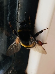 Bombus