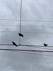 Columba livia