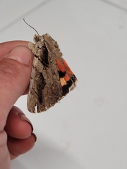 Catocala ultronia