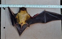 Scotophilus dinganii