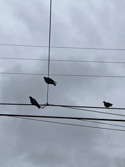 Columba livia