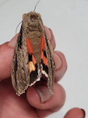 Catocala ultronia