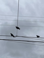 Columba livia