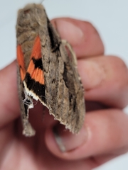 Catocala ultronia