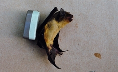 Scotophilus dinganii