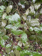 Chionanthus peglerae