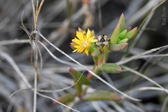 Delosperma versicolor