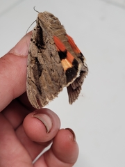 Catocala ultronia