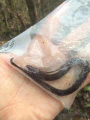 Amphiuma pholeter