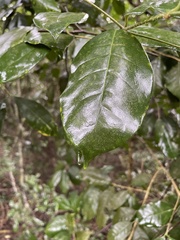 Chionanthus peglerae