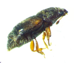 Carpophilus discoideus
