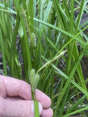 Carex frankii