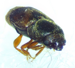Carpophilus discoideus