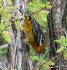Icterus galbula