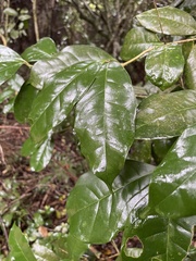 Chionanthus peglerae