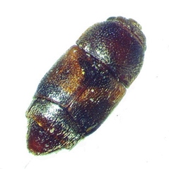 Carpophilus discoideus
