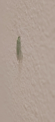Chrysoperla