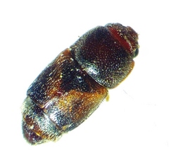 Carpophilus discoideus