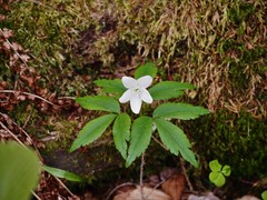 Anemonoides quinquefolia