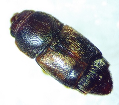 Carpophilus discoideus