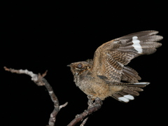 Caprimulgus madagascariensis