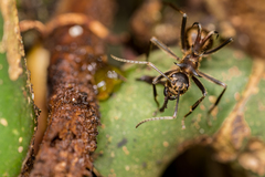 Polyrhachis ypsilon