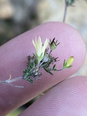 Wahlenbergia cinerea