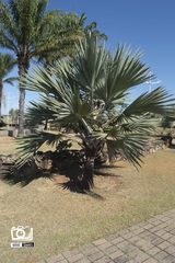 Bismarckia nobilis