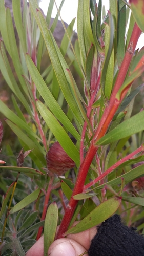 Image of Leucadendron conicum by (c) kevin koen, some rights reserved (CC BY-SA)