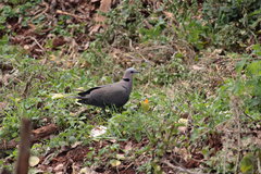 Streptopelia semitorquata