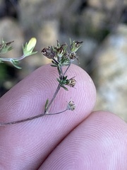 Wahlenbergia cinerea