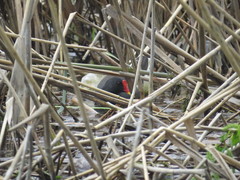 Gallinula chloropus