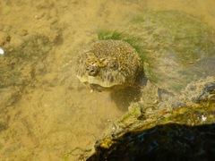 Sternotherus peltifer