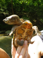 Sternotherus peltifer