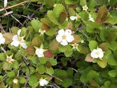 Crataegus uniflora