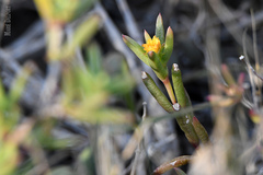 Delosperma versicolor