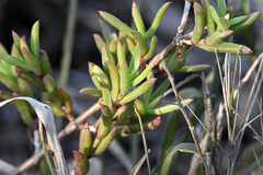 Delosperma versicolor