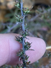 Wahlenbergia cinerea