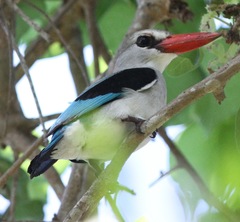 Halcyon senegaloides