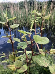 Reynoutria japonica
