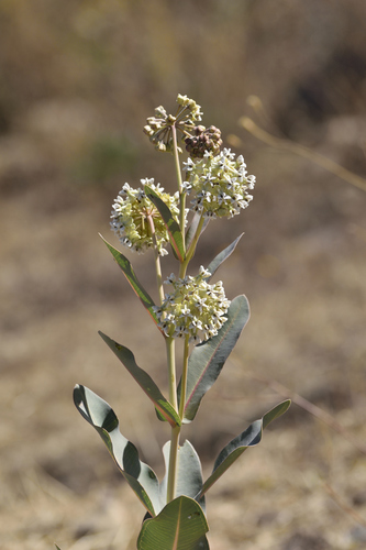 nodding milkweed