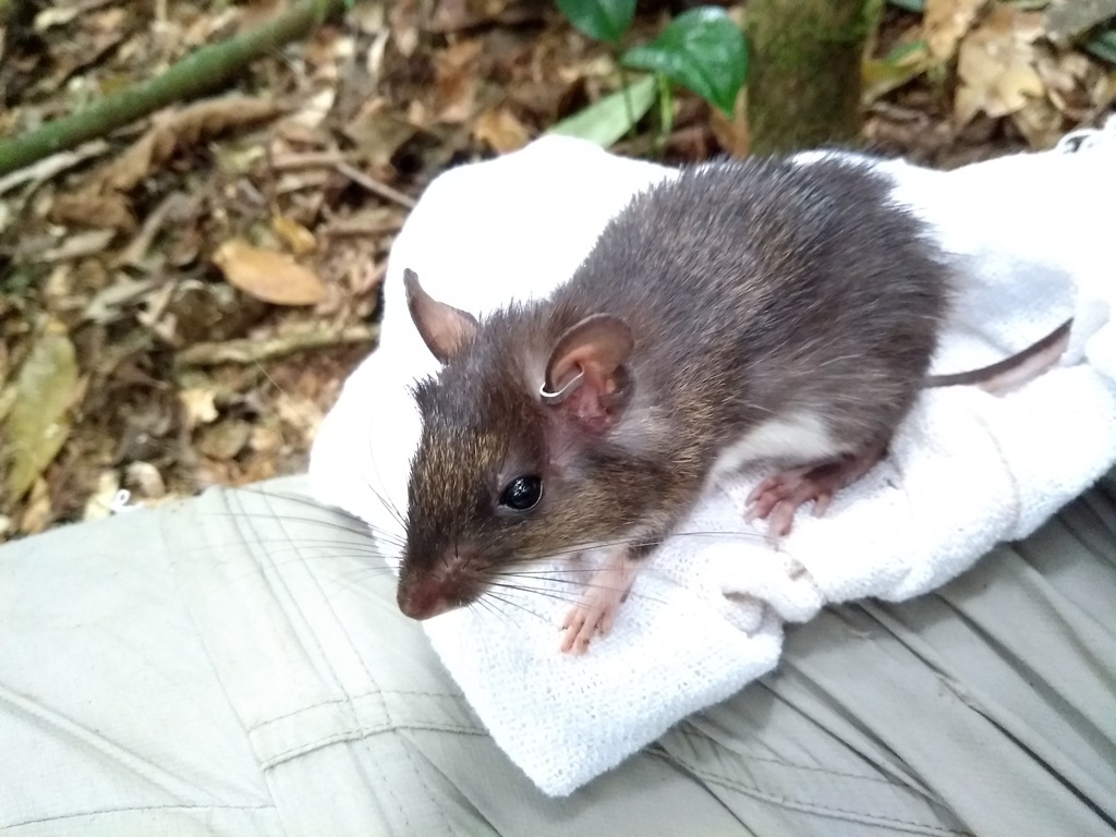 Ihering's Spiny Rat from Angra dos Reis - RJ, Brasil on September 3 ...