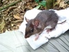 Atlantic Spiny Rats - Photo (c) nena_bergallo, some rights reserved (CC BY-NC), uploaded by nena_bergallo