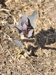 Asclepias glaucescens