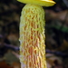 Shaggy-stalked Bolete - Photo (c) anonymous, some rights reserved (CC BY-SA)