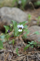 Viola cuneata