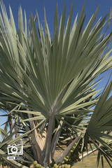 Bismarckia nobilis