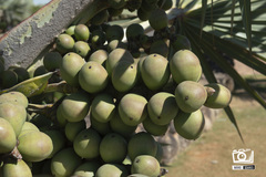 Bismarckia nobilis
